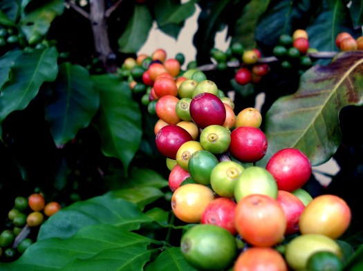 coffee plants