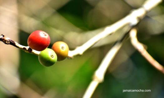 cropped-coffee-berries-in-red-light3.jpg